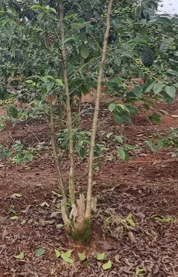 A mature multi-stemmed coffee bush at Njagũ Farm, Kiambu