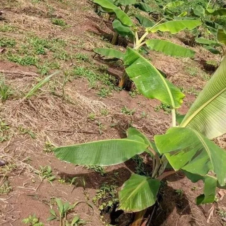 Young banana plants newly established in tilled red soil on a Kiambu hillside