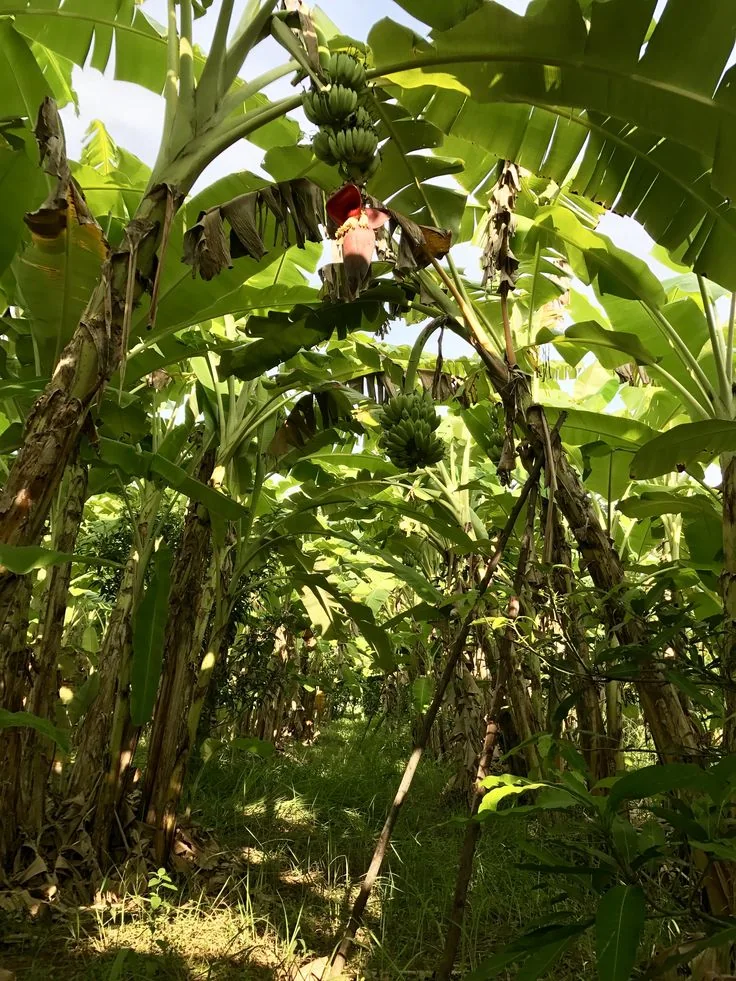 A mature banana stand on a Kiambu smallholding