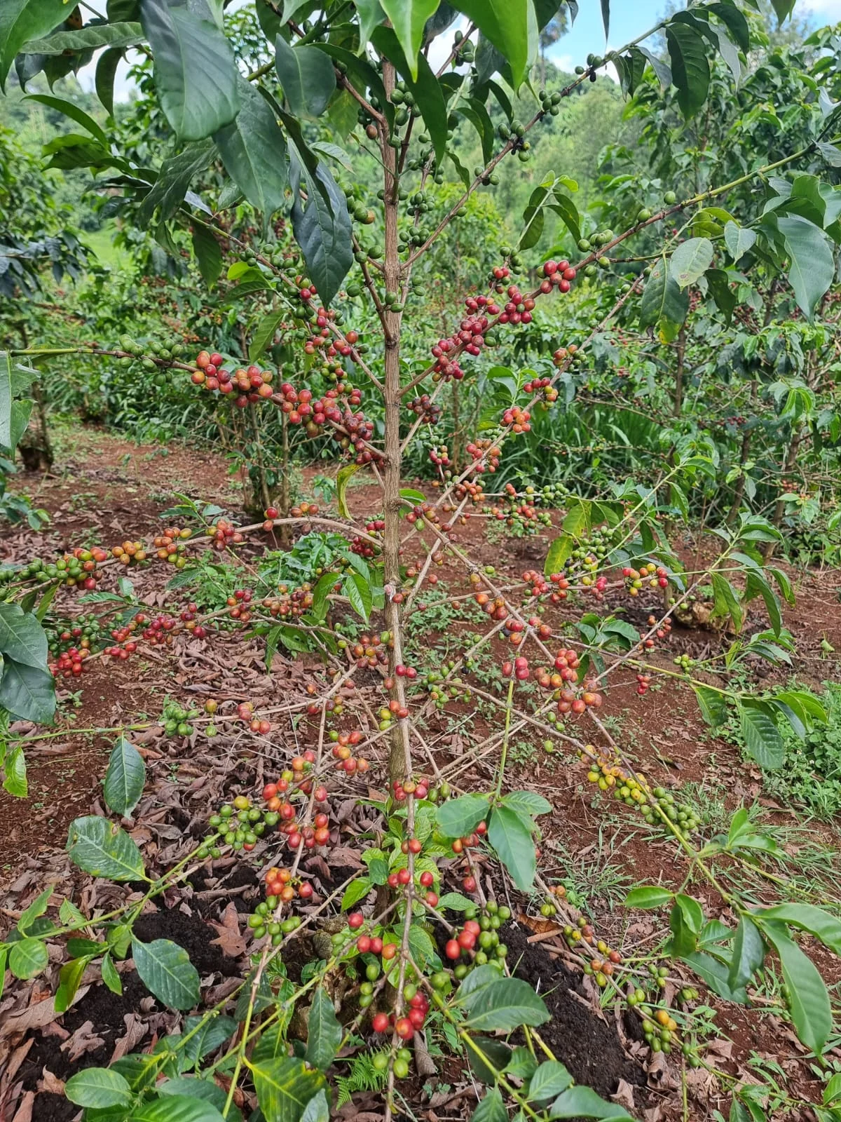 Ripe red and green coffee cherry on the branch