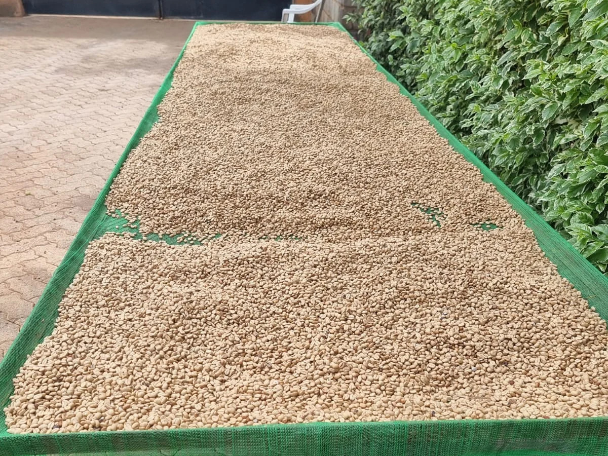 Coffee parchment drying on raised beds at Njagũ Farm