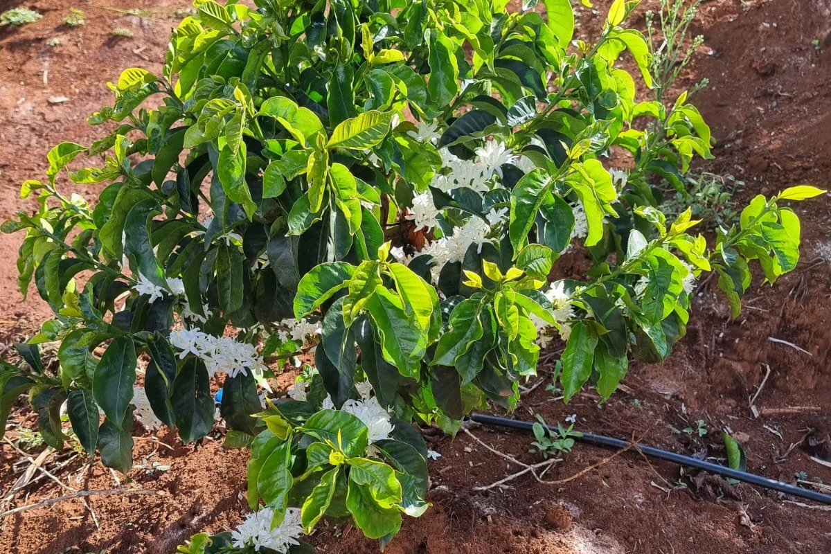 A young coffee bush in white blossom on red soil, a drip irrigation line running along the row beside it