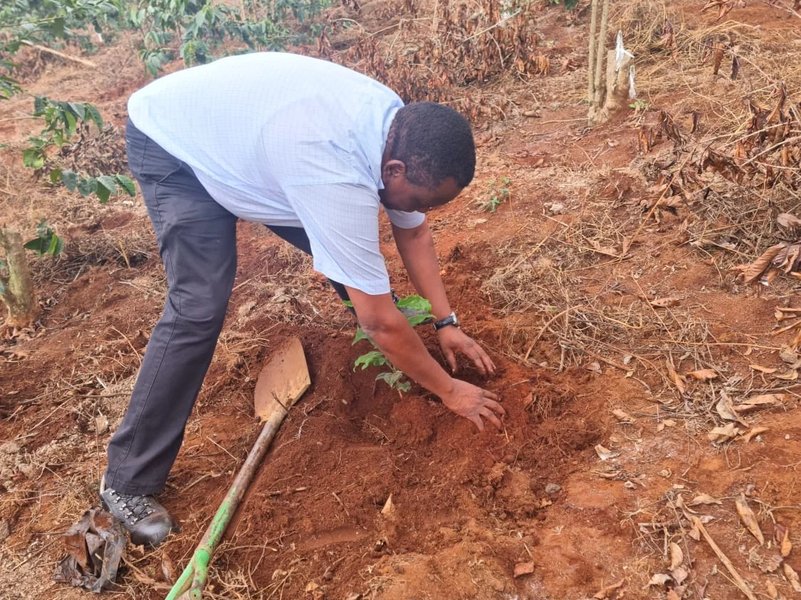 Firming red soil around a newly planted coffee seedling, a jembe laid on the ground alongside