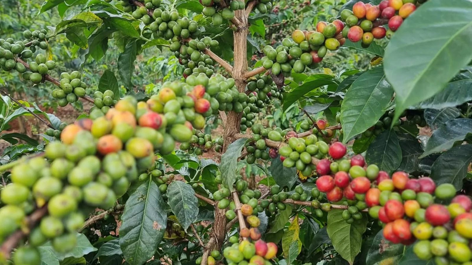 Ripe coffee cherry on the branch at a Kenyan central highlands estate