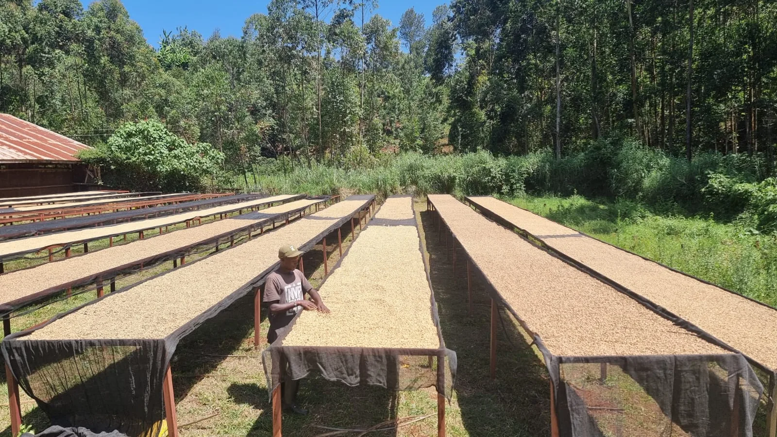 Coffee parchment drying on raised beds at Njagũ Farm, Kiambu